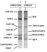 FANCA Antibody in Western Blot (WB)