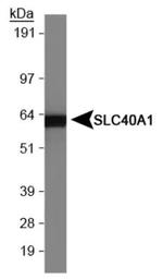 Ferroportin Antibody in Western Blot (WB)