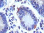 LGR5 Antibody in Immunohistochemistry (Paraffin) (IHC (P))