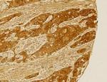 Folliculin Antibody in Immunohistochemistry (Paraffin) (IHC (P))