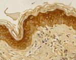 Folliculin Antibody in Immunohistochemistry (Paraffin) (IHC (P))