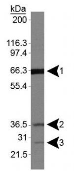 Folliculin Antibody in Western Blot (WB)