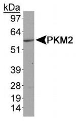 PKM2 Antibody in Western Blot (WB)