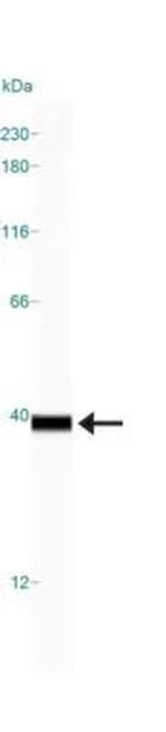 LDHA Antibody in Western Blot (WB)