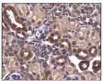 GLUT4 Antibody in Immunohistochemistry (Paraffin) (IHC (P))