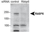 RBBP6 Antibody in Western Blot (WB)