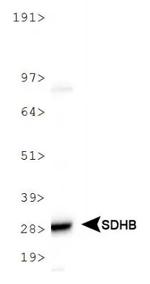 SDHB Antibody in Western Blot (WB)