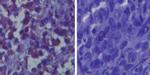 TLR6 Antibody in Immunohistochemistry (Paraffin) (IHC (P))