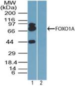 FOXO1 Antibody in Western Blot (WB)