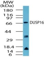 DUSP16 Antibody in Western Blot (WB)