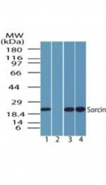 Sorcin Antibody in Western Blot (WB)