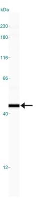 IL-33 Antibody in Western Blot (WB)