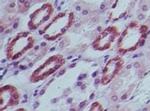 c-MAF Antibody in Immunohistochemistry (Paraffin) (IHC (P))