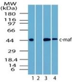 c-MAF Antibody in Western Blot (WB)