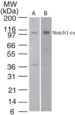 NOTCH1 Antibody in Western Blot (WB)