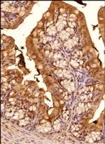 TGR5 Antibody in Immunohistochemistry (Paraffin) (IHC (P))