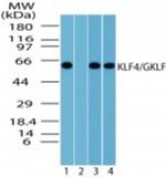 KLF4 Antibody in Western Blot (WB)