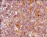 CXCR7 Antibody in Immunohistochemistry (Paraffin) (IHC (P))