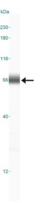 CXCR7 Antibody in Western Blot (WB)