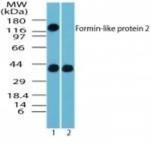 FMNL2 Antibody in Western Blot (WB)