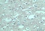 EDG8 Antibody in Immunohistochemistry (Paraffin) (IHC (P))