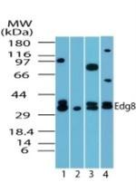 EDG8 Antibody in Western Blot (WB)