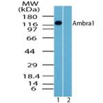 AMBRA1 Antibody in Western Blot (WB)