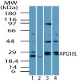 ATG10 Antibody in Western Blot (WB)