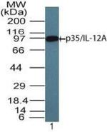 IL-12 p35 Antibody in Western Blot (WB)