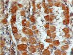 LGR7 Antibody in Immunohistochemistry (Paraffin) (IHC (P))