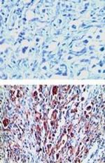 LGR7 Antibody in Immunohistochemistry (Paraffin) (IHC (P))