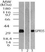 GPR35 Antibody in Western Blot (WB)