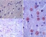 Latexin Antibody in Immunohistochemistry (Paraffin) (IHC (P))