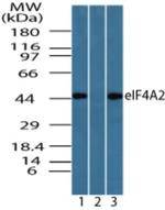 eIF4A2 Antibody in Western Blot (WB)