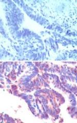 IFRD1 Antibody in Immunohistochemistry (Paraffin) (IHC (P))