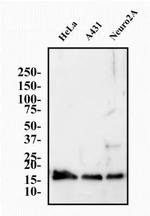 Histone H3.3 Antibody in Western Blot (WB)