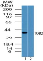 TOB2 Antibody in Western Blot (WB)