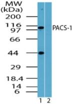 PACS1 Antibody in Western Blot (WB)