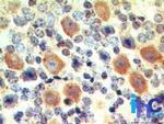 EBI3 Antibody in Immunohistochemistry (Paraffin) (IHC (P))