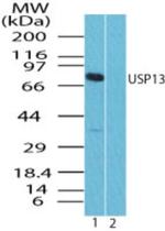 USP13 Antibody in Western Blot (WB)