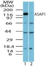 ASAP1 Antibody in Western Blot (WB)