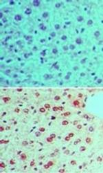 Phospho-RAD17 (Ser645) Antibody in Immunohistochemistry (Paraffin) (IHC (P))