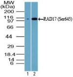 Phospho-RAD17 (Ser645) Antibody in Western Blot (WB)