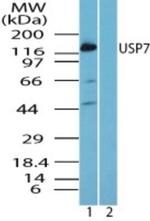 USP7 Antibody in Western Blot (WB)