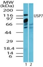 USP7 Antibody in Western Blot (WB)