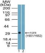 Phospho-FGFR1 (Tyr651, Tyr652) Antibody in Western Blot (WB)