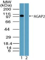 CENTG1 Antibody in Western Blot (WB)