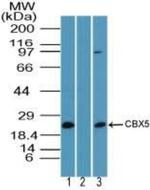 HP1 alpha Antibody in Western Blot (WB)