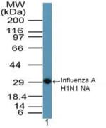 Influenza A H1N1 NA Antibody in Western Blot (WB)