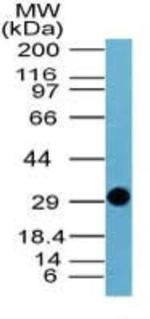 Influenza A NS1 Antibody in Western Blot (WB)